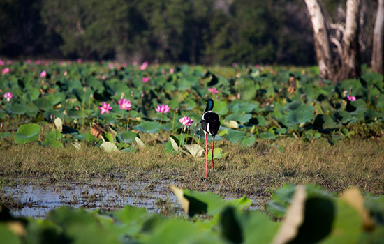 Darwin Wetlands Tour, Darwin Wetlands Package