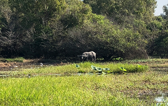 Darwin Wetlands Tour, Darwin Wetlands Package