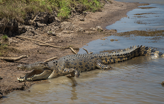 Darwin Airboat Tour, Mary River Wetlands Packages