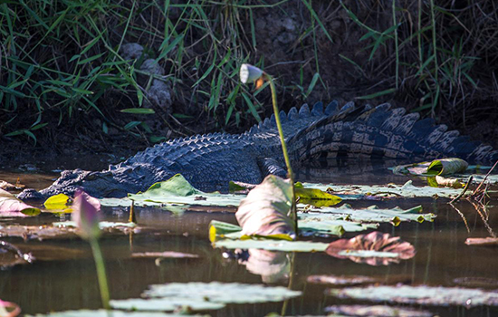 Darwin Airboat Tour, Mary River Wetlands Packages