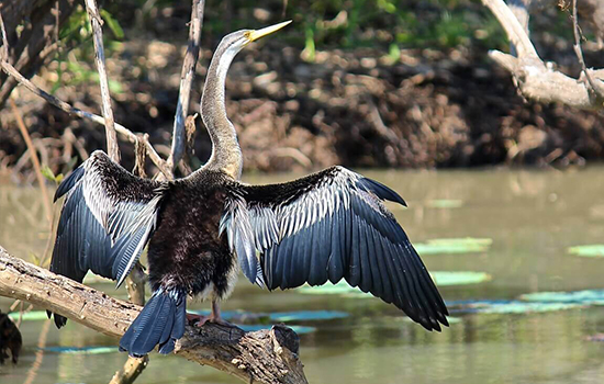 Darwin Airboat Tour, Mary River Wetlands Packages