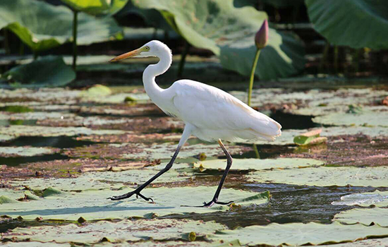 Darwin Airboat Tour, Mary River Wetlands Packages