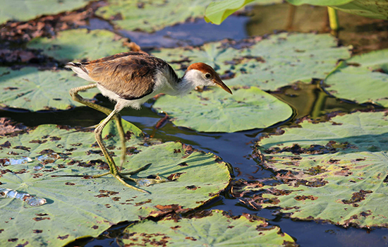 Darwin Airboat Tour, Mary River Wetlands Packages