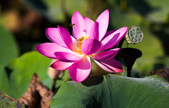 Darwin Airboat Tour, Mary River Wetlands Packages