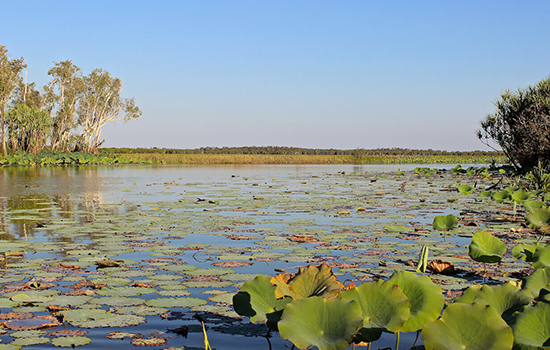 Mary River Wetlands Tour, Mary River Wetlands Package