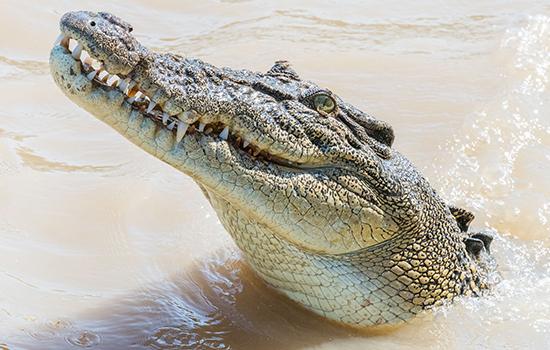 Northern Territory Cruise, Northern Territory Wetlands Package, Northern Territory Wetlands Tour