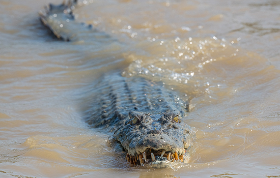 Northern Territory Cruise, Northern Territory Wetlands Package, Northern Territory Wetlands Tour