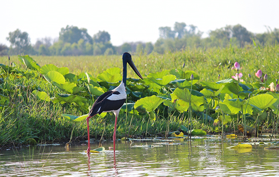 Northern Territory Cruise, Northern Territory Wetlands Package, Northern Territory Wetlands Tour